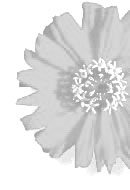 zinnia